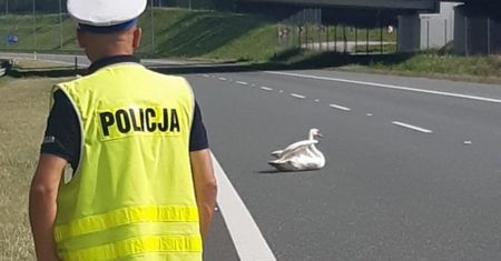 Nietypowa interwencja na autostradzie. Łabędź nie mógł się ruszyć z prawego pasa