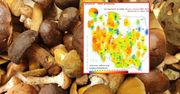 Gdzie na grzyby? Mapa wskazuje miejsca, gdzie znajdziesz prawdziwe okazy