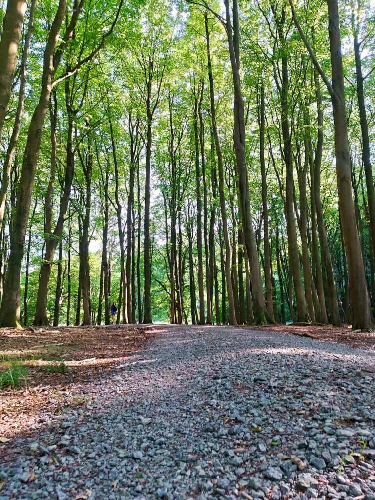  Park Jasmund - Rugia