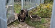 Kłomnice: Nielegalnie przetrzymywana niedźwiedzica. Trafiła do zoo