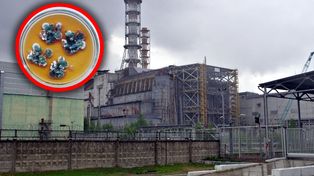 Grzyb z Czarnobyla przyciąga promieniowanie. Pomaga mu ta substancja