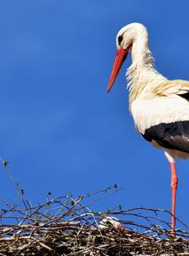 The oldest stork in Romania turns 21. Biologist: "It commutes every year to Africa and back"
