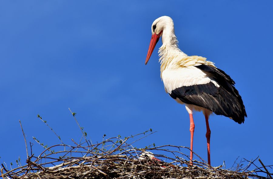 The oldest stork in Romania turns 21
