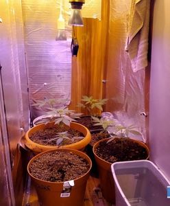 Marihuana uprawiana w... szafie. Profesjonalna miniplantacja w Lubinie