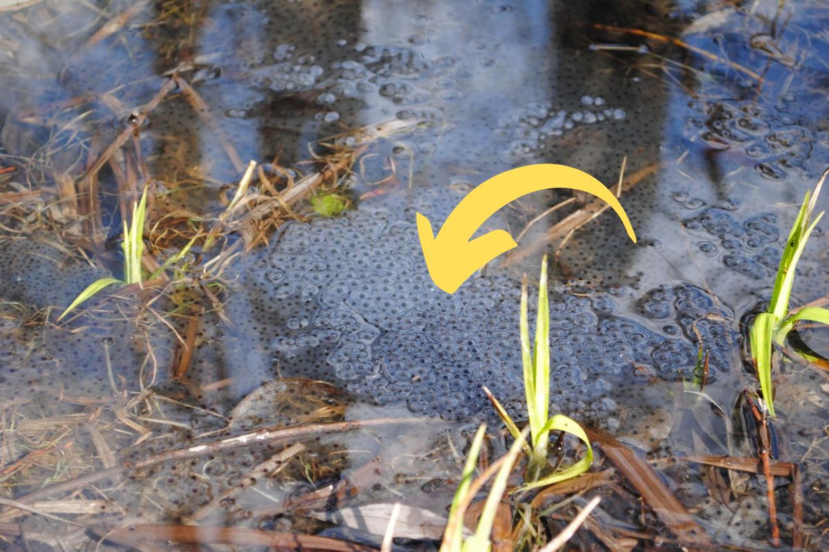 Galaretowaty twór w kałużach. Leśnicy już wypatrzyli. "Widać wiosną"