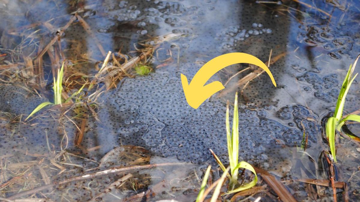Leśnicy pokazali wiosenny znak natury