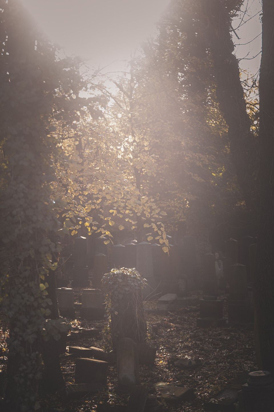 Cmentarz żydowski w Katowicach