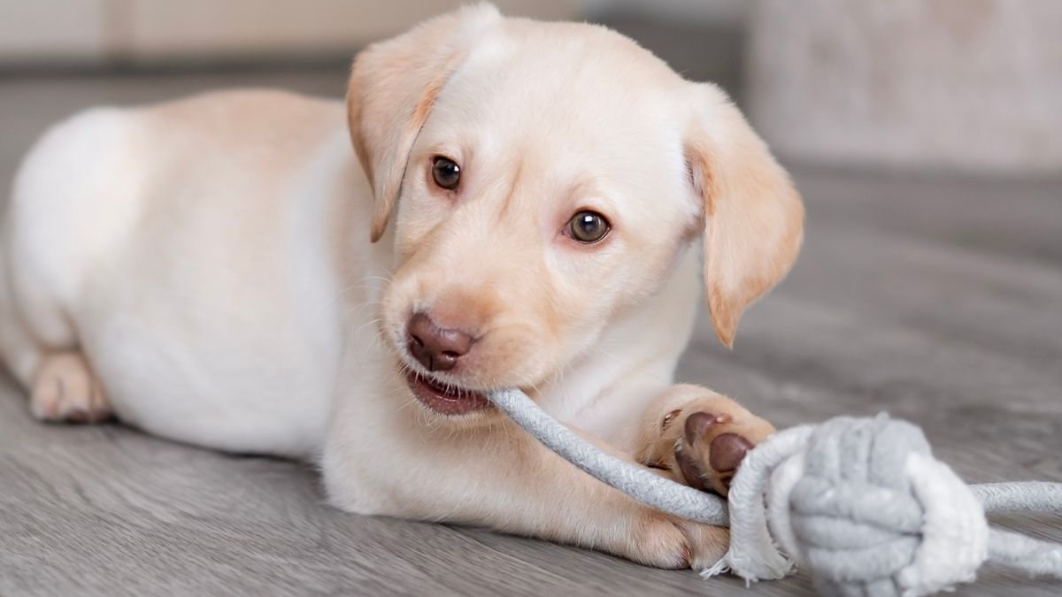 Dlaczego labrador to jeden z najbardziej kochanych psów na świecie?