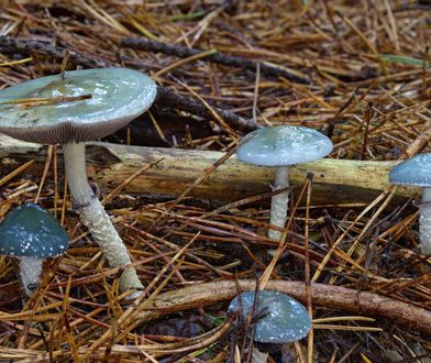 Niebieski grzyb w polskich lasach. To Pierścieniak grynszpanowy