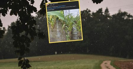 Żuławy pod wodą po małym deszczu. Rolnicy biją na alarm