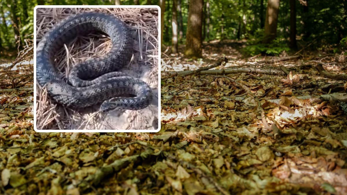 Już są w lasach. Leśnicy pokazali nagranie ze żmiją zygzakowatą
