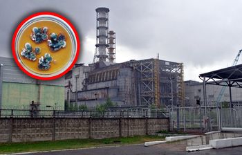 Tajemniczy grzyb z Czarnobyla. "Żywi się" promieniowaniem