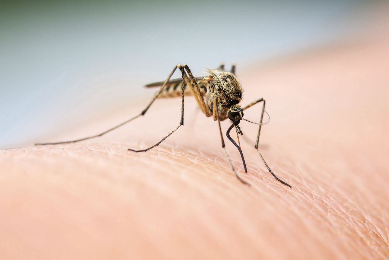 Nadciągają zmutowane komary. Cel słuszny, ale naukowcy są przerażeni - komar