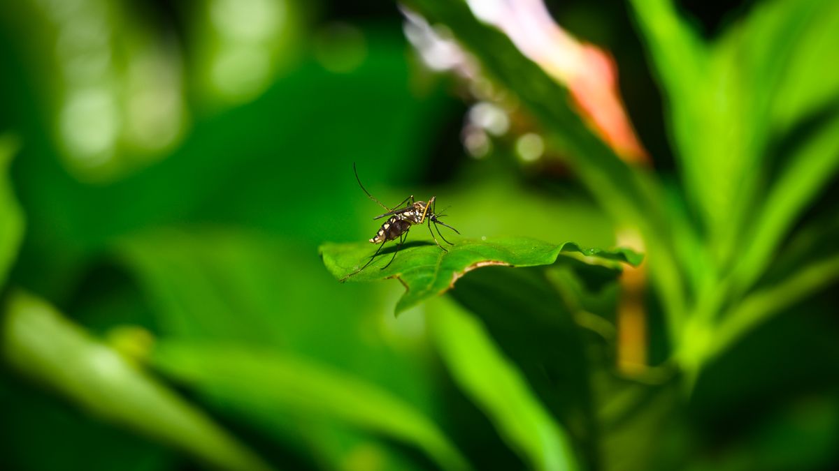 Portugalia ogłasza alert. Wykryto ogniska gorączki Zachodniego Nilu