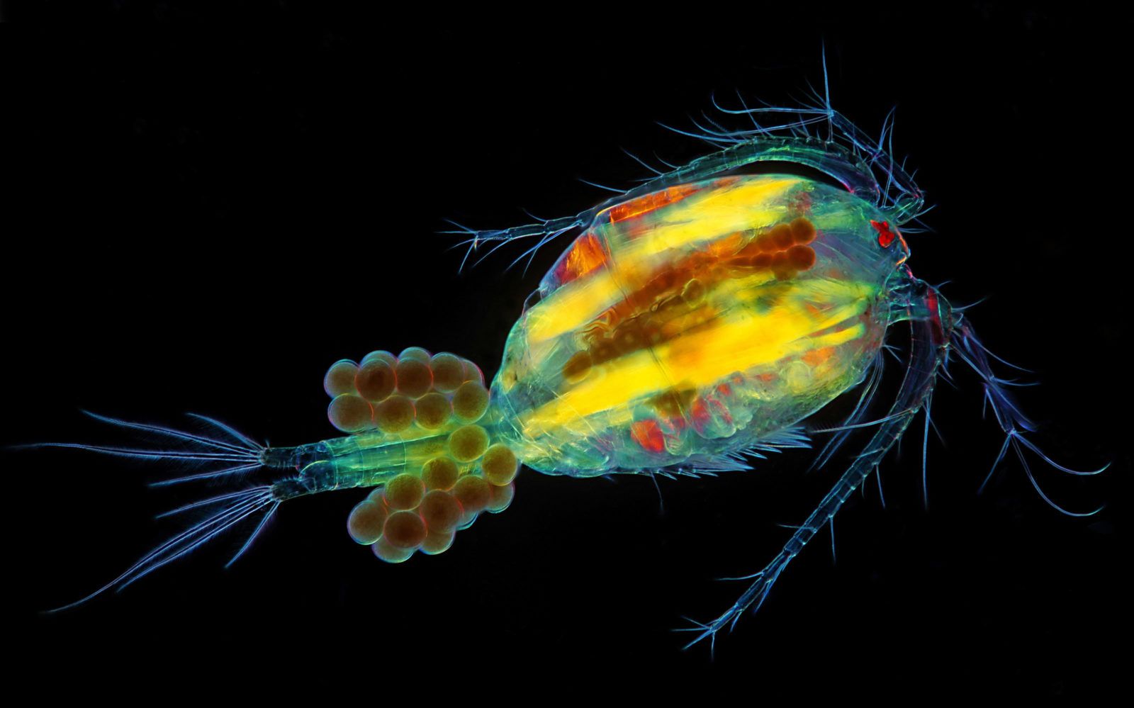 Niesamowity świat widziany z bardzo bliska - Nikon Small World 2018 12