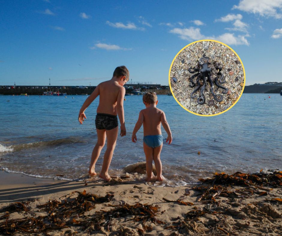 Chłopiec spacerował po plaży. Znalazł "skarb" ze statku zatoniętego w 1997 roku