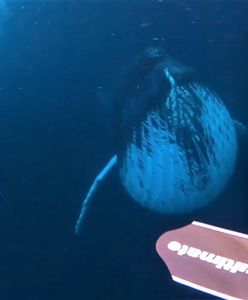 Oko w oko z gigantami. Humbak płynął wprost na nurka