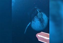 Oko w oko z gigantami. Humbak płynął wprost na nurka