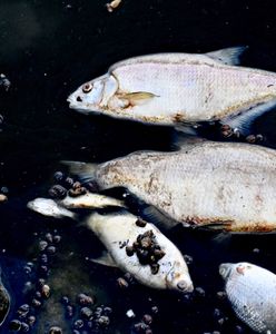 Zatrucie Odry. Pierwsze martwe ryby dotarły do Szczecina