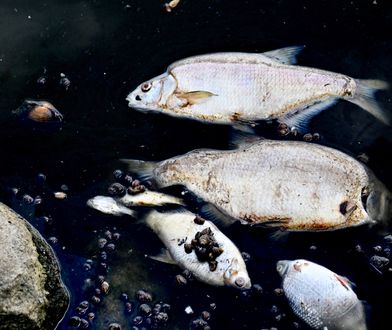 Zatrucie Odry. Pierwsze martwe ryby dotarły do Szczecina