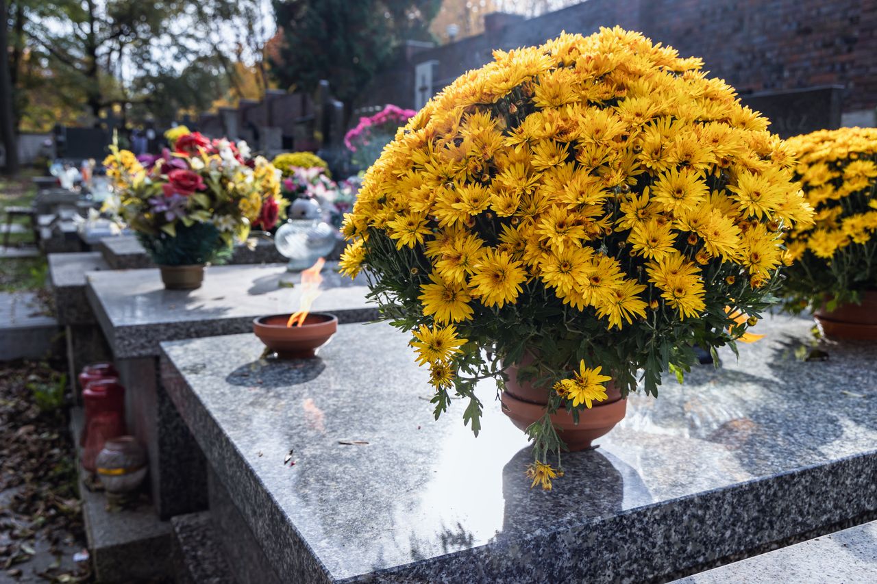 Uważaj przy wyborze chryzantem. Te zwiędną po kilku dniach