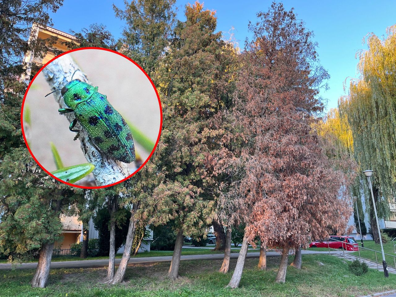 Ten szkodnik pojawił się niedawno i może zniszczyć iglaki w twoim ogrodzie