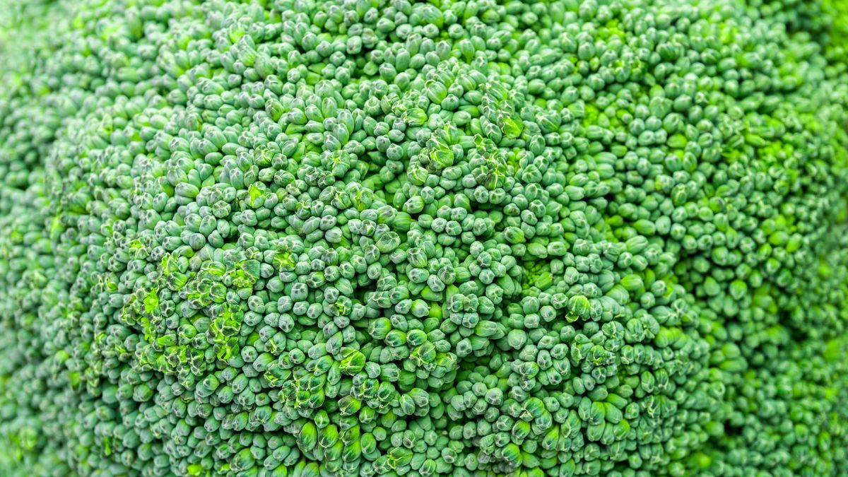 Full Frame Shot Of BroccoliAntonio Kr_mer / EyeEmNo People, Pattern, Vitamin C, Outdoors, Day, Organic, Vegetable, Full Frame, Broccoli, Freshness, Macro, Vegetarian Food, Food, Close-Up, Food And Drink, Backgrounds, Raw Food, Selective Focus, Healthy Eating, Green Color, Horizontal Image