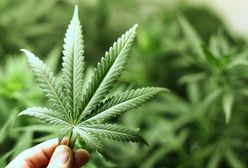 Marihuana zabija komórki rakowe. Potwierdza to rząd USA
