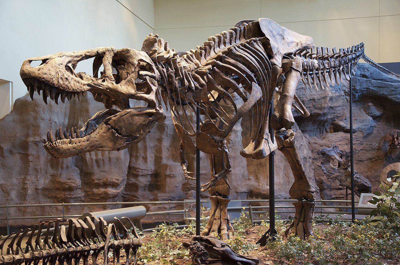 T-Rex's bird connection confirmed: Closer to chickens than crocs