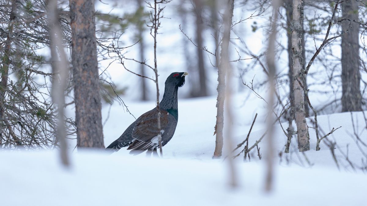 Śpiewający zimą głuszec zaskoczył internautów 