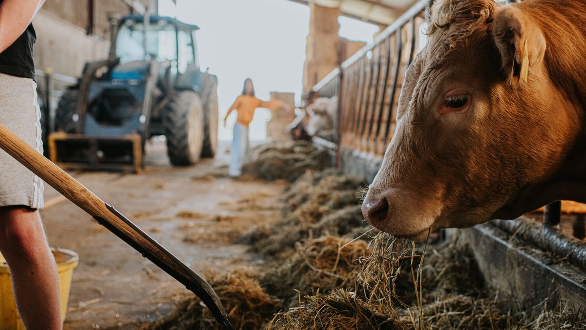 Co wiesz o mieszkańcach obory?