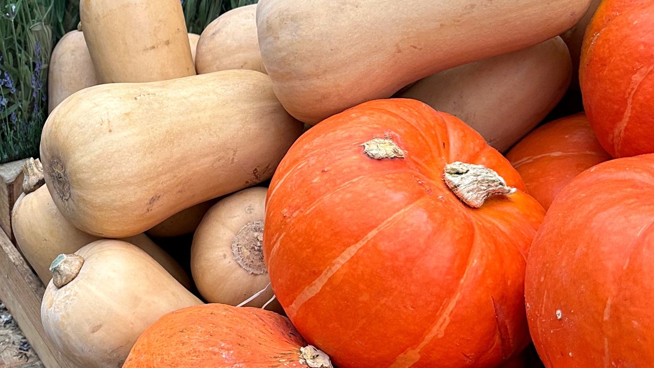 Dynia – odmiany oraz zastosowania kulinarne i zdrowotne