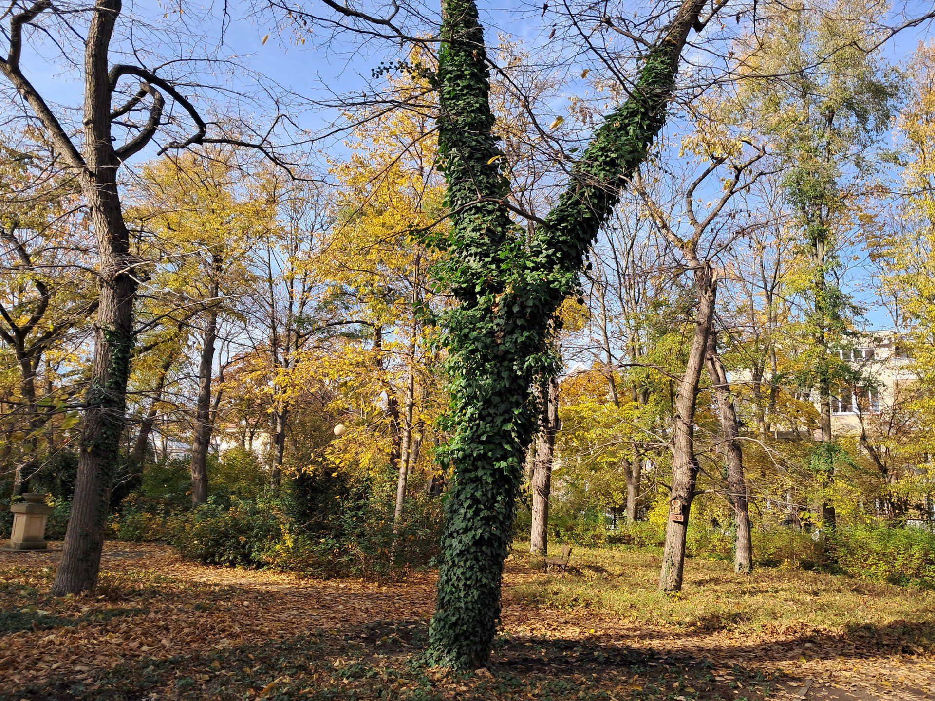 Park Dreszera w Warszawie zachwyca jesienią