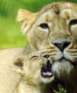 Ich pierwszy raz na wybiegu