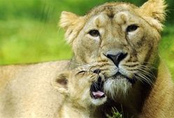 Ich pierwszy raz na wybiegu