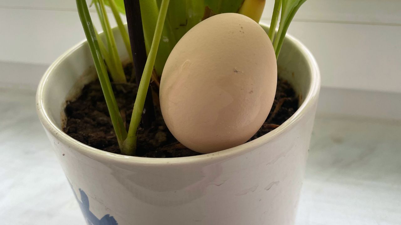 An egg in a pot is a great solution.
