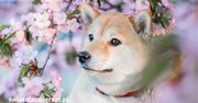 Shiba Inu