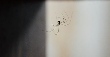 Nigdy nie zabijaj pająków. Ekspert wyjaśnia powód
