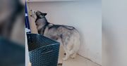 Husky naśladuje dźwięk syreny. Nagranie z Rosji