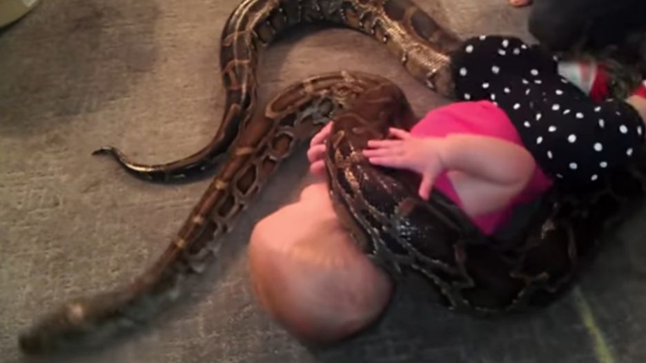 Dziecko bawi się z pytonem. "One nie są złe – mogą być kochanymi zwierzakami"