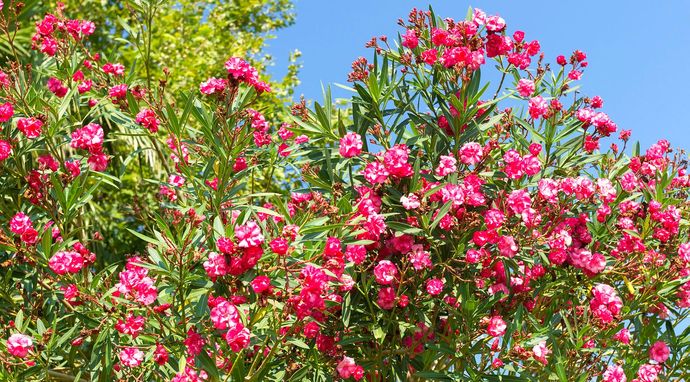 Sekrety dzikich kwiatów