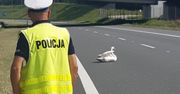 Nietypowa interwencja na autostradzie. Łabędź nie mógł się ruszyć z prawego pasa