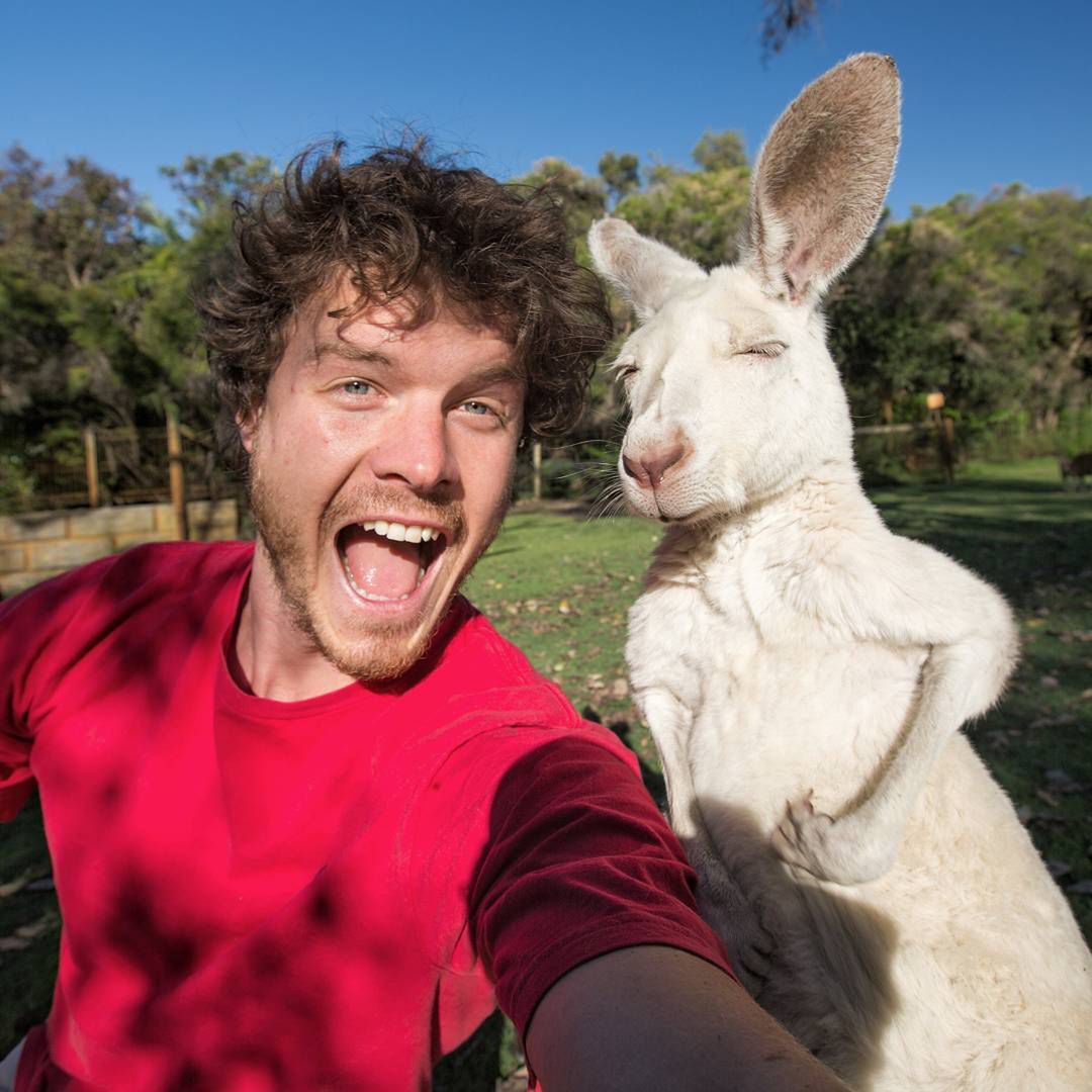 Pewien Irlandczyk opanował sztukę robienia selfie ze zwierzętami do perfekcji