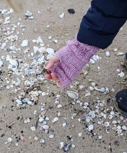 Tropikalny skarb Bałtyku. Gdy może "siada" po sztormie, biegnij na plażę