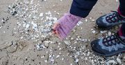Tropikalny skarb Bałtyku. Gdy morze "siada" po sztormie, biegnij na plażę
