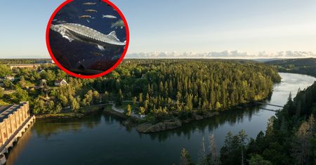 Przełom w nauce. Przywrócono gatunek starożytnego smoka