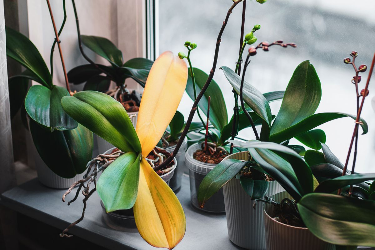 How to revive your orchid with this cheap trick