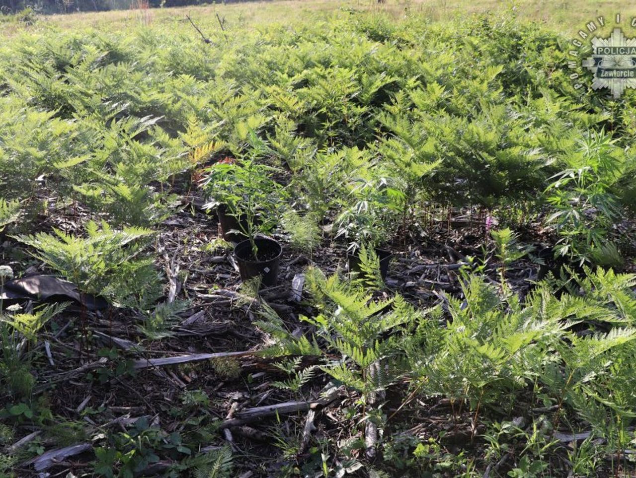 Poręba: 16-latek ukrył zioło między paprociami. Został złapany, gdy doglądał swojej plantacji