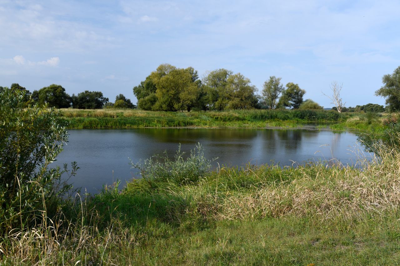 Nowy park narodowy po 25 latach? Dolina Dolnej Odry dzieli opinię publiczną