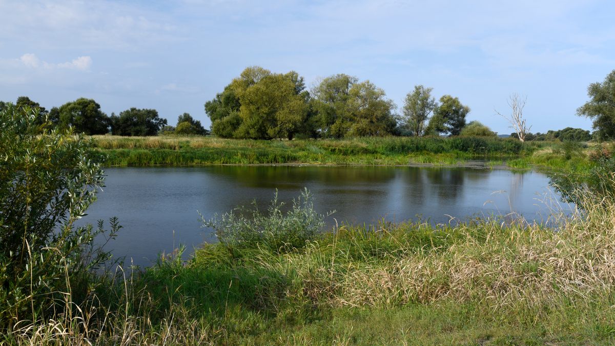 Czy powstanie Park Narodowy Doliny Dolnej Odry?